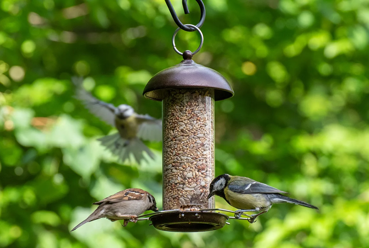 Birds on bird feeder
