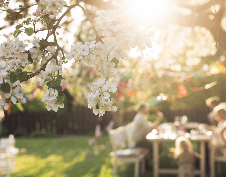 Garden in spring