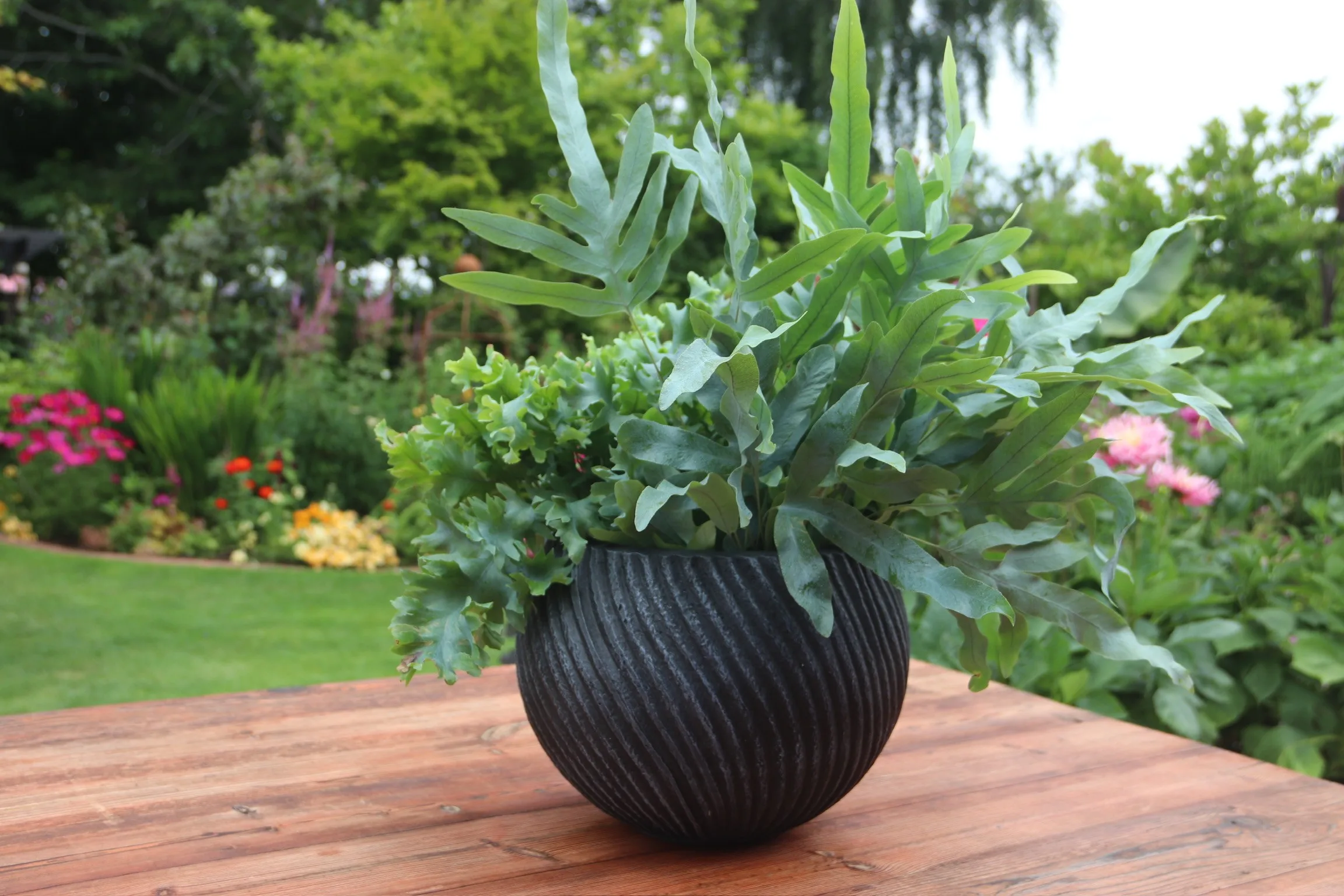 Green plants in plant pot